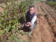 Süper meyve toprakla buluştu, şifa dağıtıyor. Antioksidan değeri yüksek