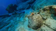 Dünyanın en eski batığı Kekova'da bulundu