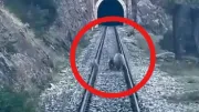 Sivas'ta tren yoluna ayılar çıktı