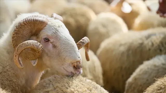 2026 Yılı Vekaletle Kurban Kesim Bedelleri Açıklandı