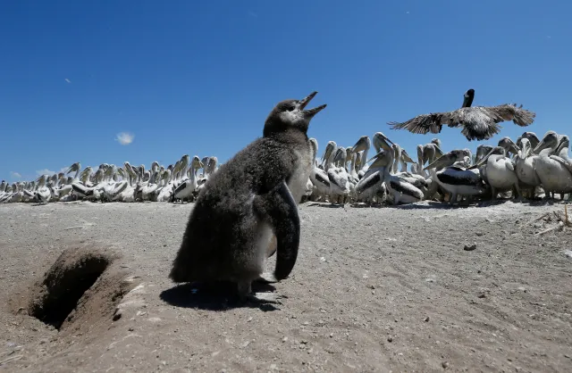 Penguenleri Kuş Gribine Karşı Korumak İçin Tarihi Seferberlik