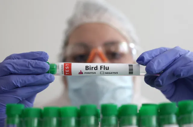 Avustralya'da Korkutan Gelişme: İlk Kez Bir Memelide H5N1 Kuş Gribi Tespit Edildi