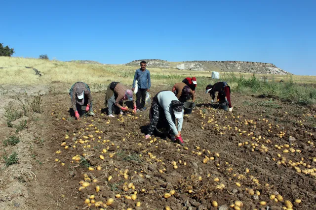 Tarlada 10 Lira Olan Patates Pazar ve Markette 40 Liraya Satılıyor