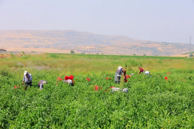 Kahramanmaraş'ta Salçalık Kapya Biber Hasadı Başladı: Tarlada Fiyatlar Belli Oldu