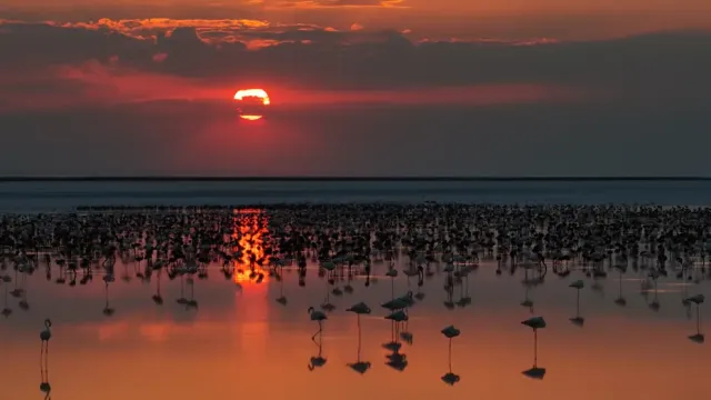 Tuz Gölü'nde Son 5 Yılın Flamingo Rekoru Kırıldı