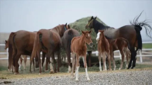 15 Safkan Arap Koşu Tayı Satışa Çıkıyor: İhale Tarihi Belli Oldu