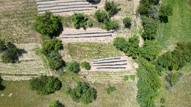 Orman Köylüsüne 3,3 Milyar Liralık Dev Destek Müjdesi