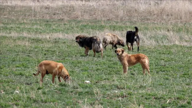 İstanbul Valiliği'nden Belediyelere Sokak Köpekleri İçin Net Talimat