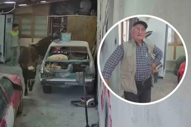 Ankara Elmadağ'da Şaşırtan Olay: Danalar Oto Tamirhanesini Bastı