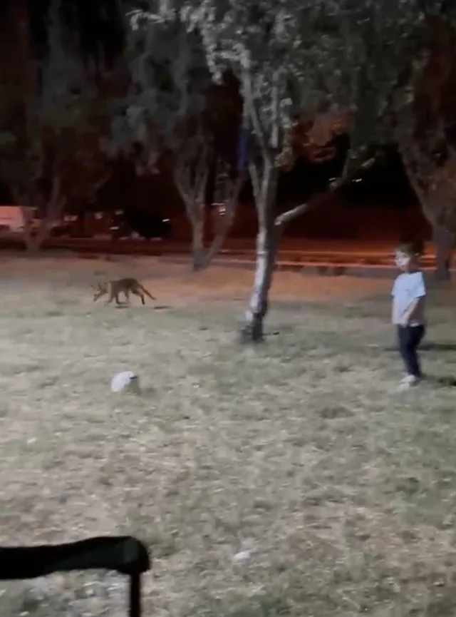 Çanakkale'de Şaşırtan Olay: Parkta Oynayan Çocuğun Topunu Tilki Çaldı