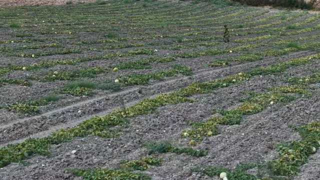 Halk arasında hırsız almaz deniliyor: Dışarıdan albenisi yok, içi tatlı