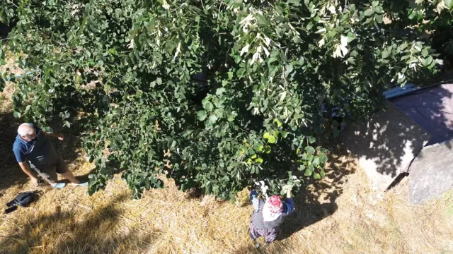 Samanlı Dağları'nın Şifalı Hazinesi: Yalova Ihlamuru Yoğun İlgi Görüyor