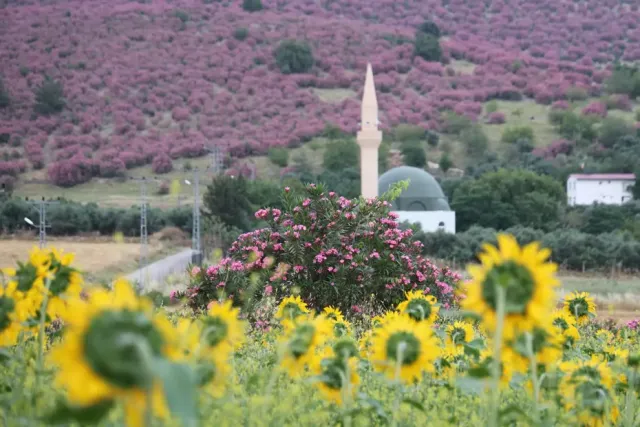 Adana Kozan'da Doğa Şöleni: Pembe ve Sarı Renklerin Buluşması