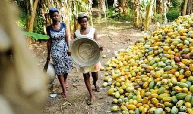 Kakao Krizinde Alarm Sinyalleri: El Nino ve Yasadışı Madencilik Gana'nın Üretimini Tehdit Ediyor