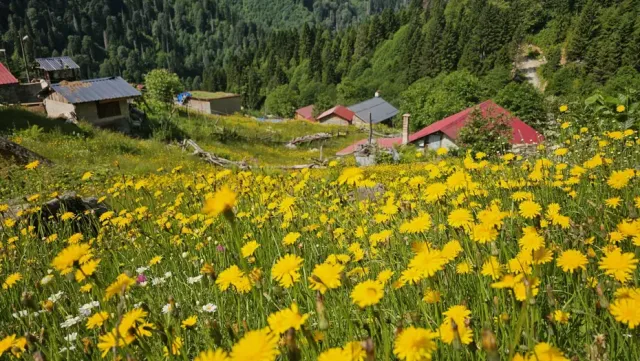 Kaçkar Dağları'nda Bahar Coşkusu: Sarı Çiçeklerle Gelen Yayla Mevsimi