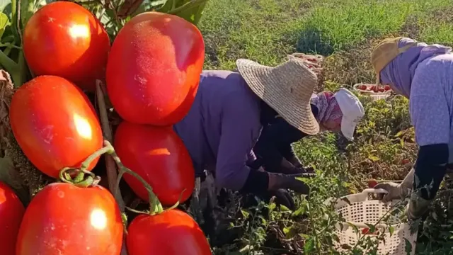 Aydında Domates Hasadı Başladı: 12 Bin Dekarlık Alanda Büyük Hareketlilik