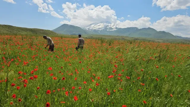 Bitlis'te Bahar Şöleni: Süphan Dağı'nda Kar ve Gelinciklerin Eşsiz Uyumu