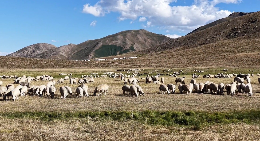 Tunceli'de 150 Bin Lira Maaşa Rağmen Çoban Bulunamıyor